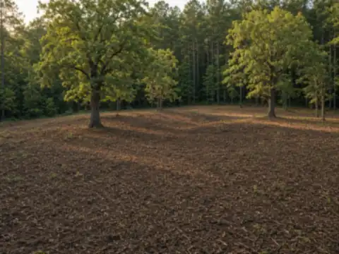 Cleared acreage covered in wood mulch with large oaks left standing